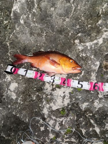 バラフエダイの釣果