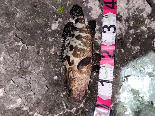 チャイロマルハタの釣果