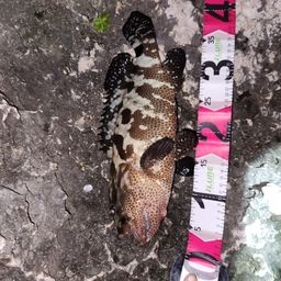 チャイロマルハタ