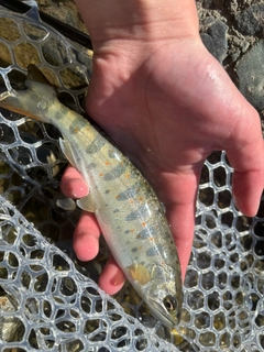 アマゴの釣果