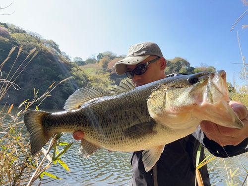 ブラックバスの釣果