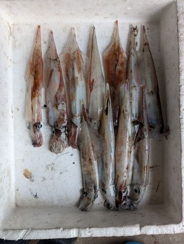 ヤリイカの釣果