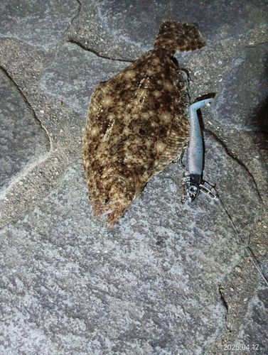 ソゲの釣果