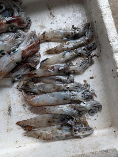 スルメイカの釣果