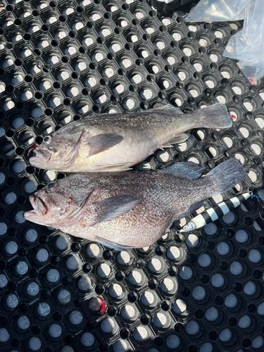 ソイの釣果