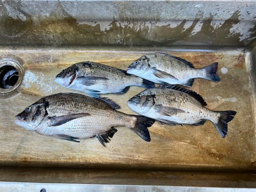 チヌの釣果