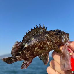 カサゴ