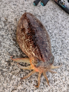 コウイカの釣果
