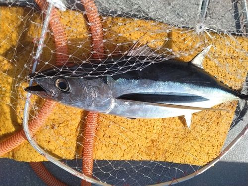 ビンチョウマグロの釣果