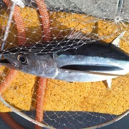 ビンチョウマグロ