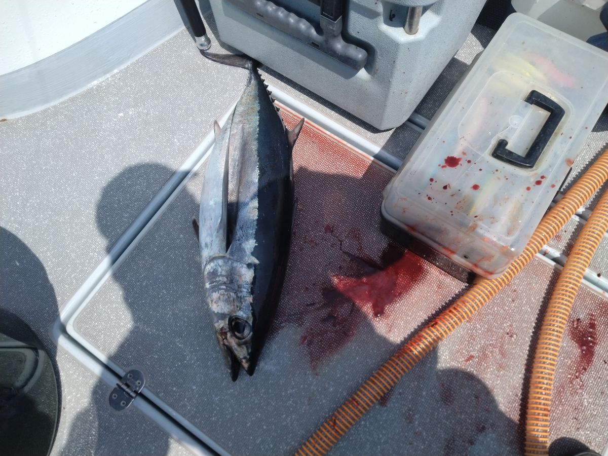 めんま2525さんの釣果 2枚目の画像