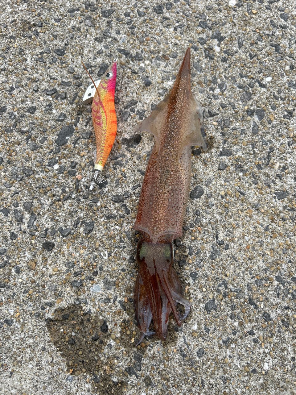 ササイカ