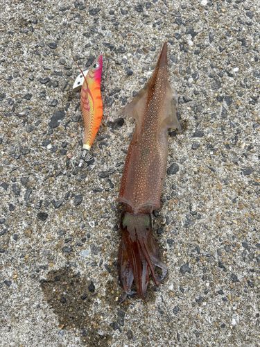 ササイカの釣果