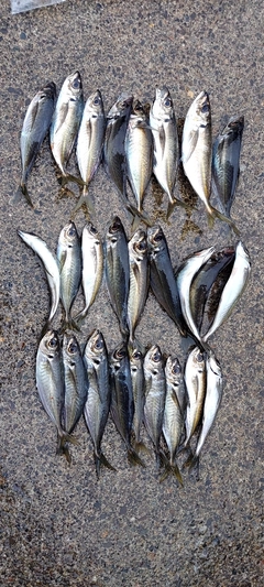 アジの釣果