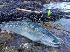 サクラマスの釣果