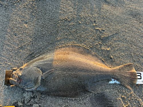 ヒラメの釣果