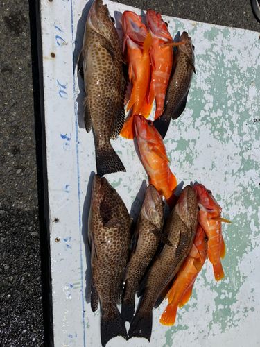 オオモンハタの釣果