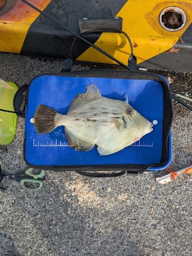 カワハギの釣果