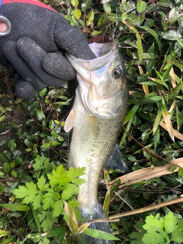 ラージマウスバスの釣果