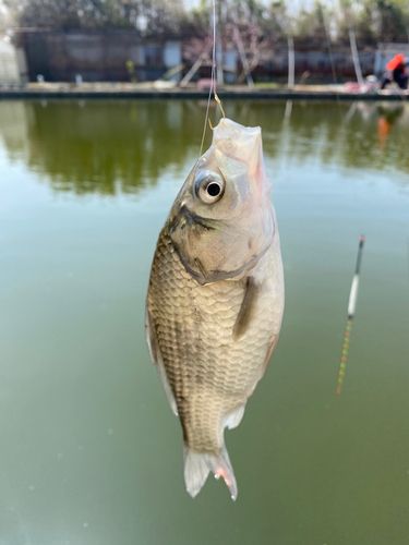 フナの釣果