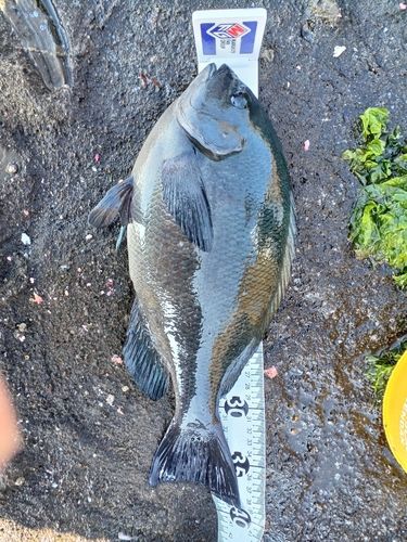グレの釣果