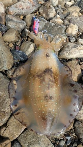 アオリイカの釣果