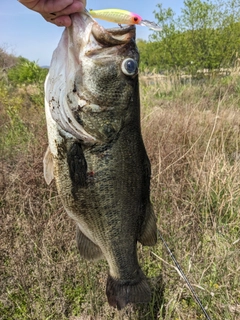 ラージマウスバスの釣果