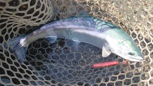 サクラマスの釣果