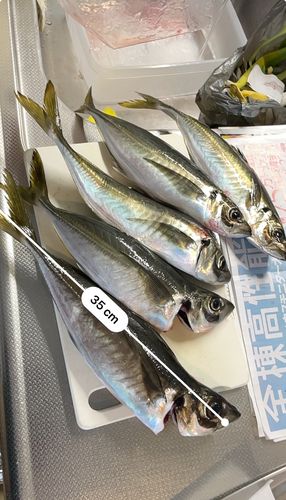 アジの釣果