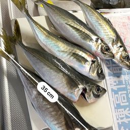 アジ