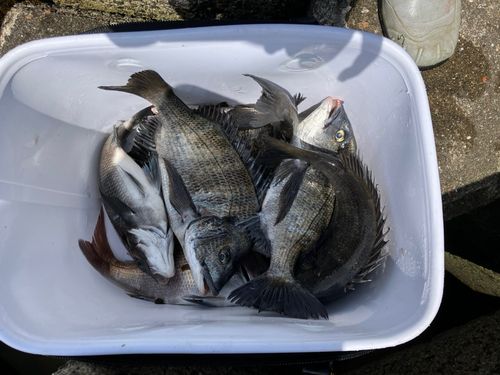 チヌの釣果