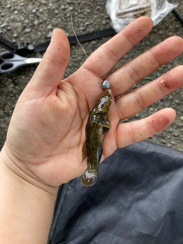 ヌマチチブの釣果