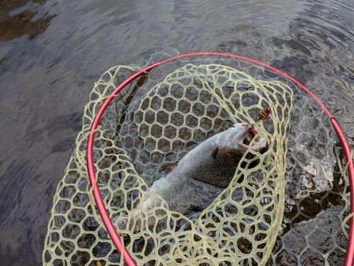 レインボートラウトの釣果