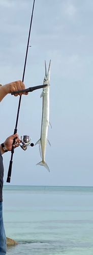 ダツの釣果