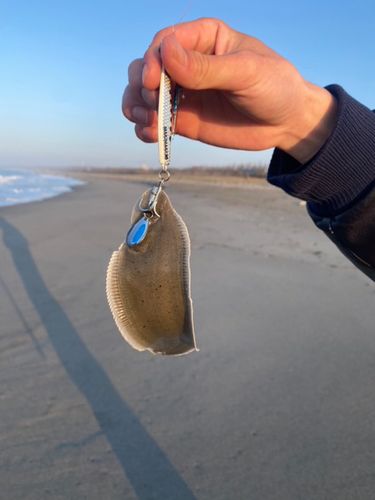 シタビラメの釣果