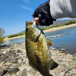 スモールマウスバス