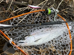 サクラマスの釣果