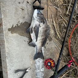 クロダイ