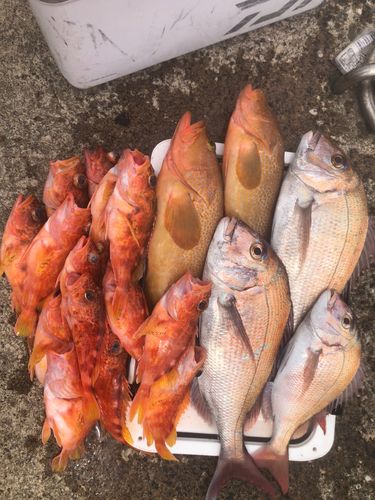 マダイの釣果