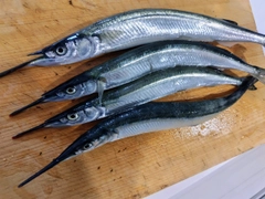 サヨリの釣果