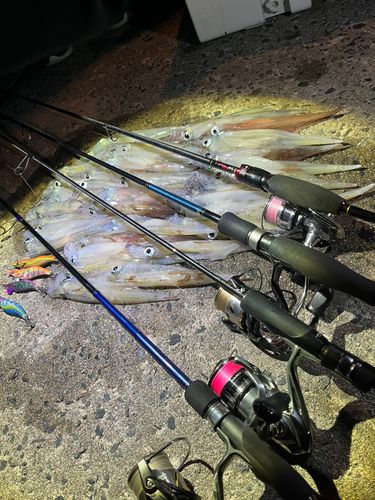 ヤリイカの釣果