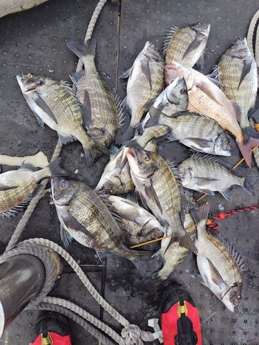 チヌの釣果