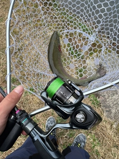 アオメバルの釣果