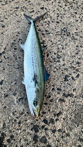 サゴシの釣果