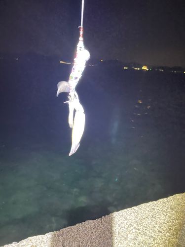 ヤリイカの釣果