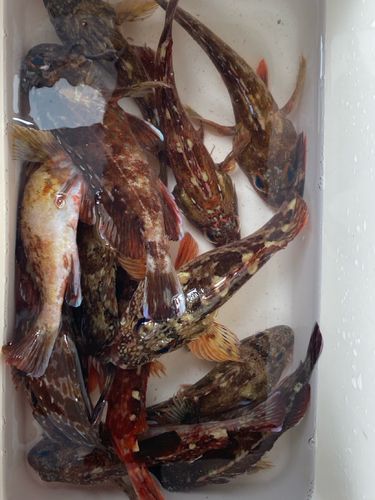 カサゴの釣果