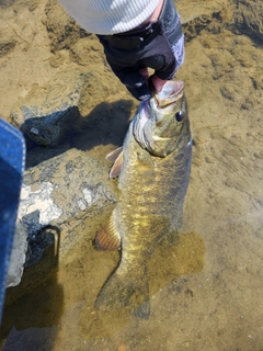 スモールマウスバスの釣果