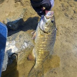 スモールマウスバス