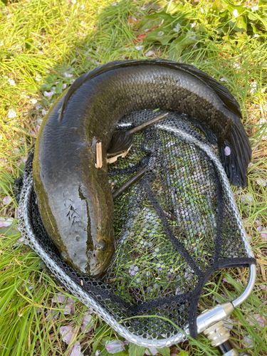 ライギョの釣果