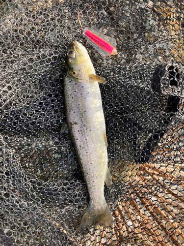 ブラウントラウトの釣果